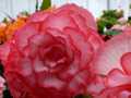 Pink begonias 2